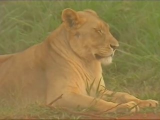 Blondýna kruger park